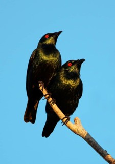 Asian Glossy Starling