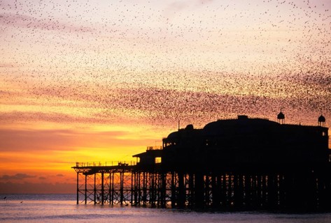 Common starling