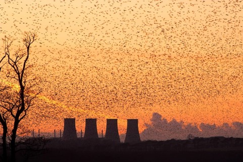 Common common starling
