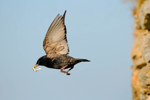 Common Starling