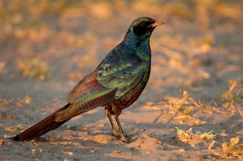 Burchell's starling