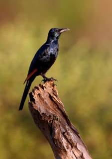 Adult red-winged starling