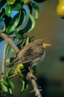 Rose-coloured Starling