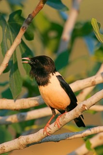 Rose-coloured Starling