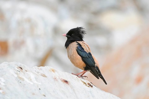 Rose-coloured Starling