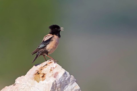 Pink rosy starling