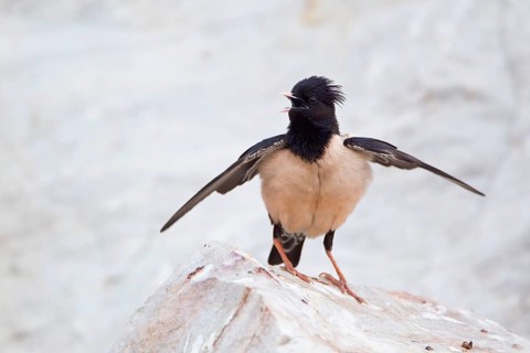 Pink rosy starling