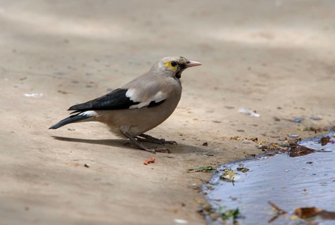 Wattled Starling