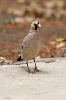Wattled Starling