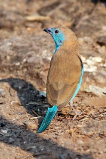Angola Butterfly Finch