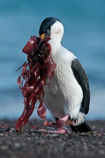 Antarctic Shag