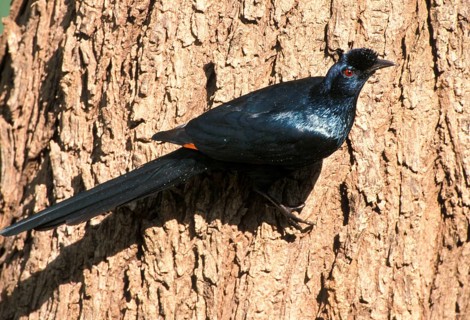 Helmeted Starling