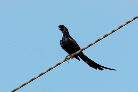 Adult Bristle-crowned Starling