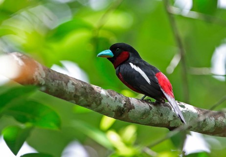 Black-red Broadbill