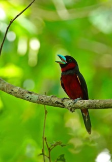 Black-and-red Broadbill