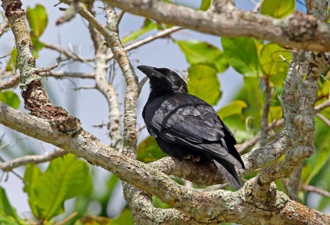 Cuban Crow