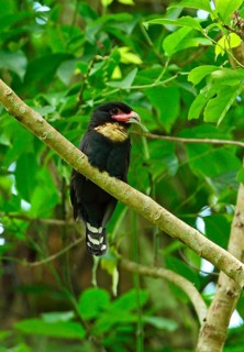 Brown-throated Broadbill