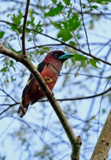 Purple-headed Broadbill