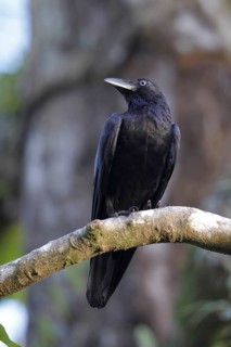 Heinroth's Crow