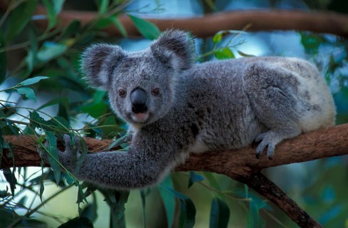 Koala