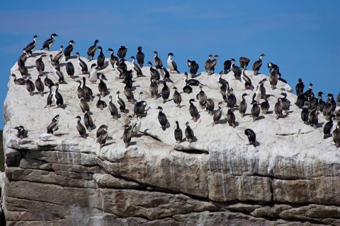 Blue-eyed cormorant