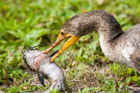 Double crested Cormorant