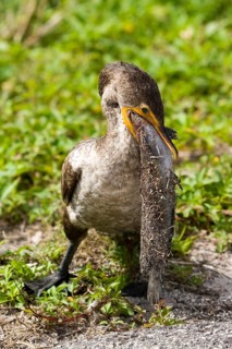Double-crested cormorant