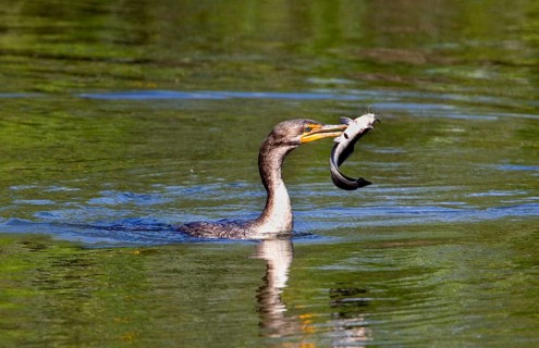 Double-crested cormorant