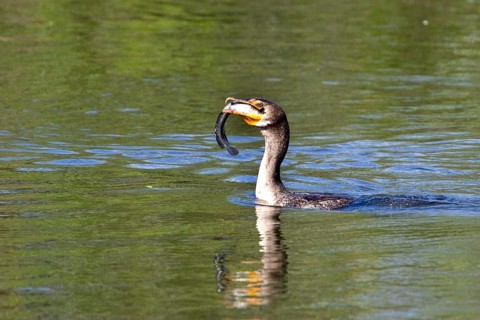 Double-crested cormorant
