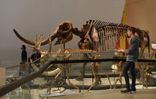 Royal Ontario Museum