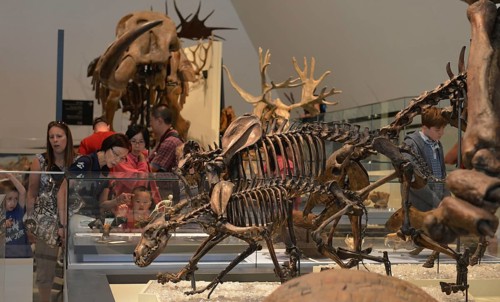 Royal Ontario Museum
