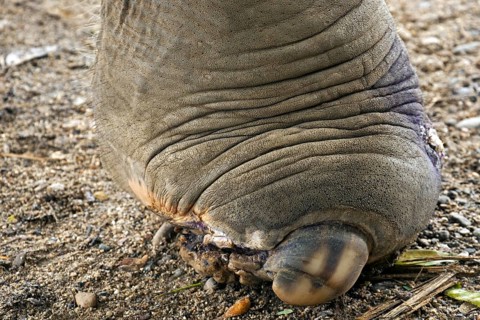 Crippled asian elephant
