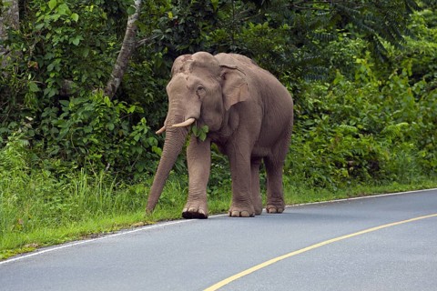 Asian elephant
