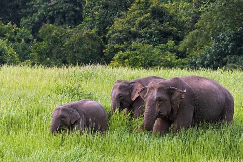 Animal family