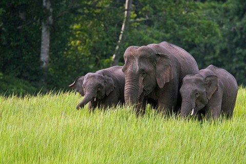 Animal family
