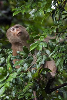Northern pig-tailed macaque