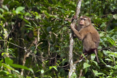 Northern pig-tailed macaque