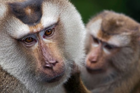 Northern pig-tailed macaque