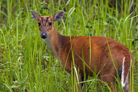 Muntiacus muntjac