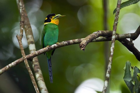Long-tailed broadbill