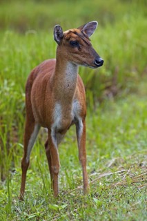Indian muntjac