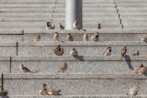 House sparrows
