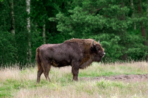 European european bison