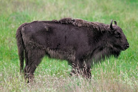 European european bison