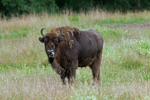 European european bison