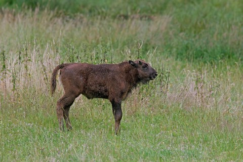 European european bison