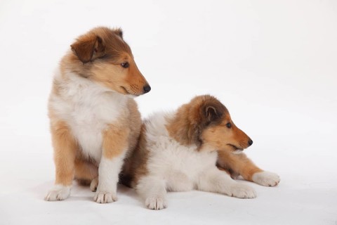 Collie