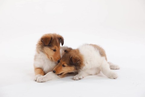 Collie