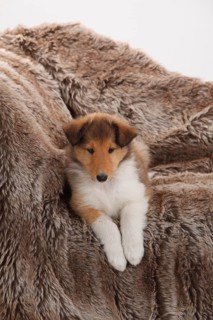 Collie