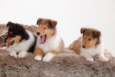 Rough Collie